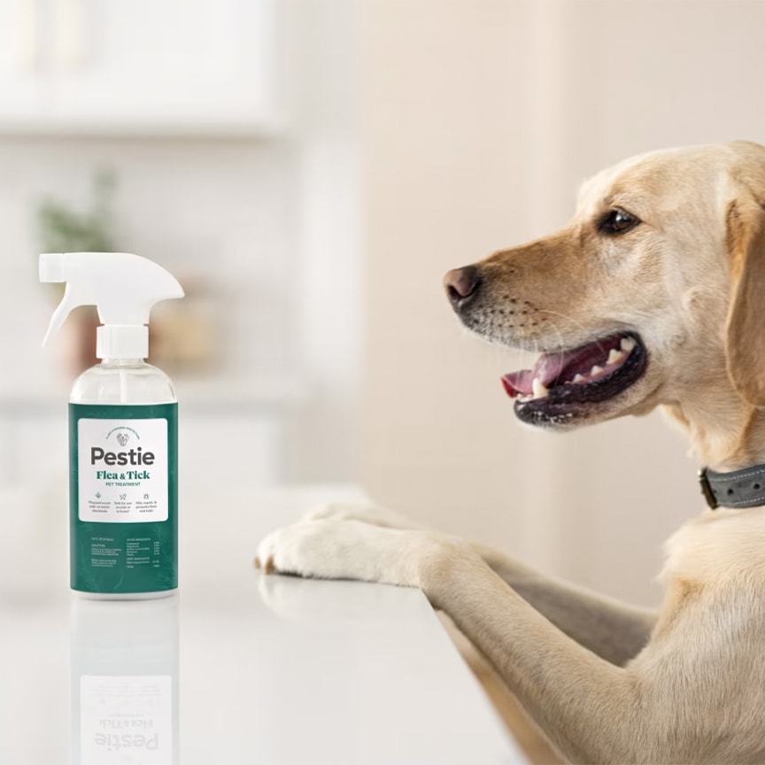dog sitting in front of pestie product